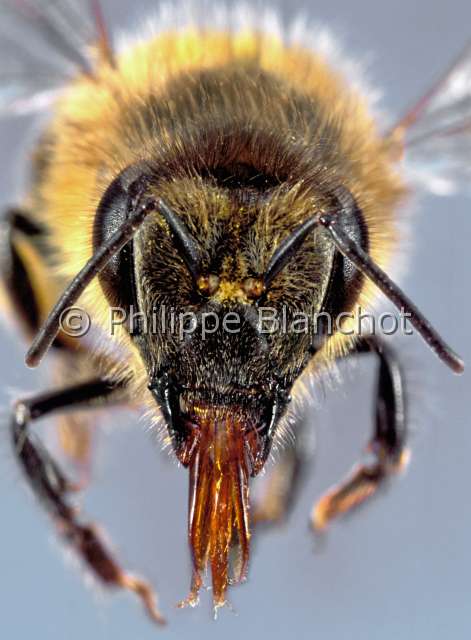 apis mellifera.JPG - Apis melliferaAbeille à mielHoneybeeHymenoptera, ApidaeFrance